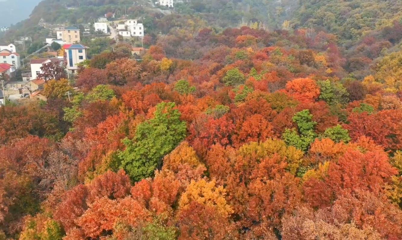 海上云臺山金秋紅葉季等你來！