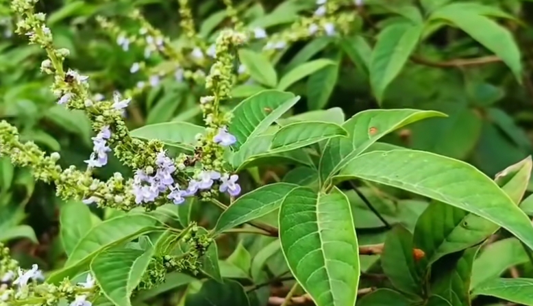 王昂：山野黄荆