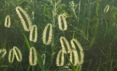 陸海生：蒲公英和狗尾巴草