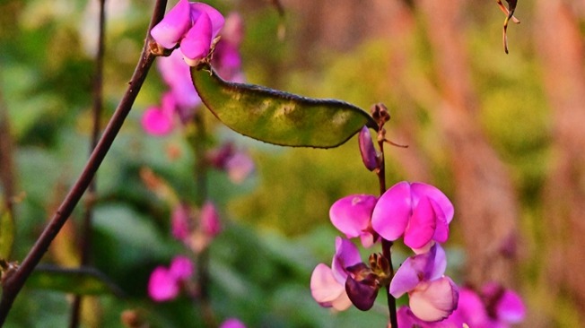 霍麗：轉身遇見花開