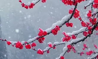 姚芝慶：雪地梅花