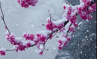 姚芝慶：雪地梅花