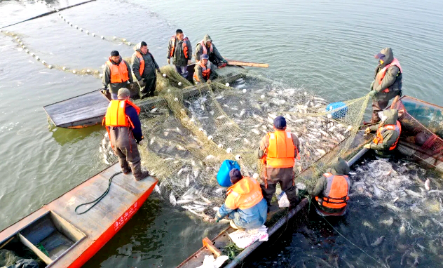 一湖好水魚先知  石梁河鳙魚獲有機產品認證