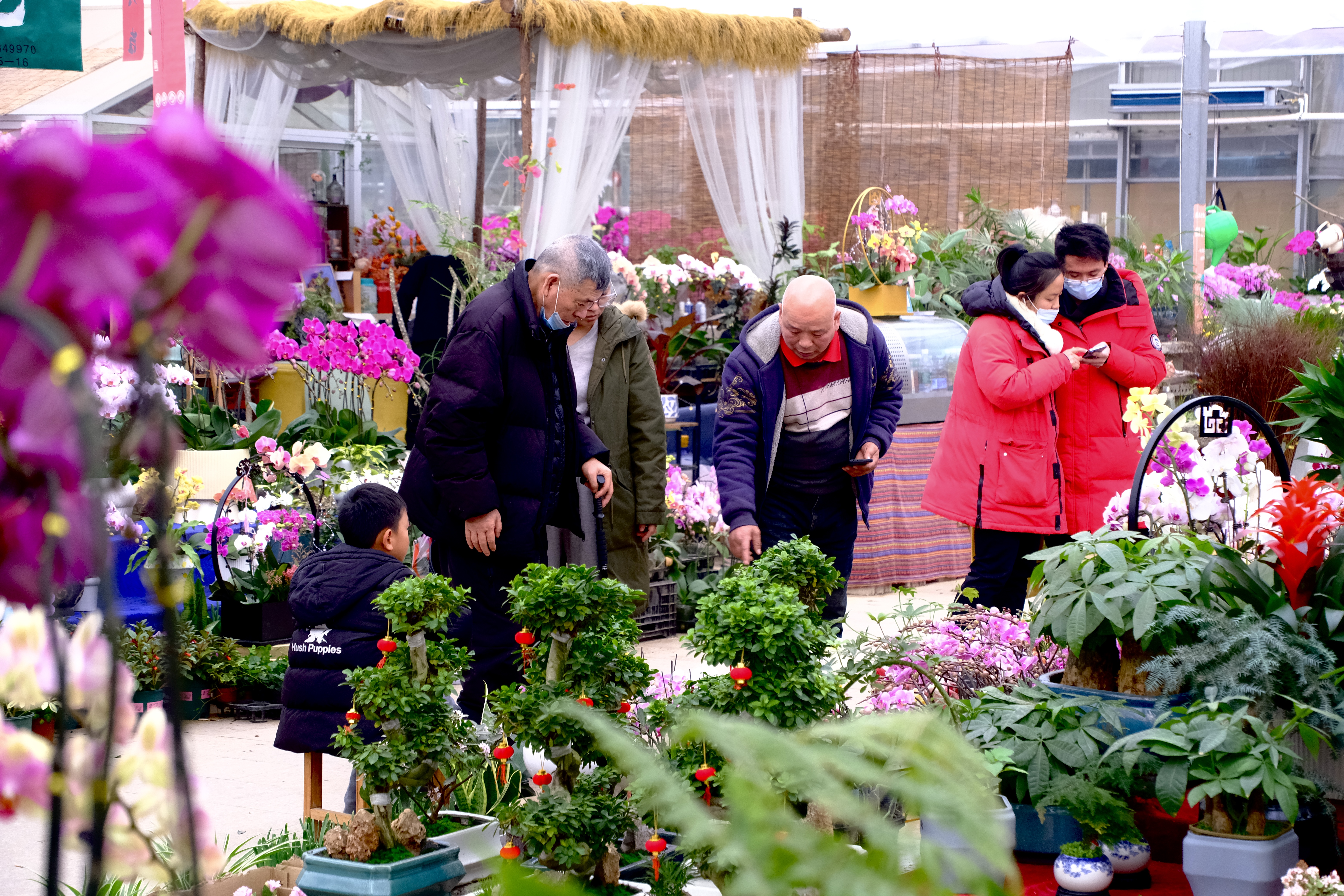 年宵花市場“百花齊放”