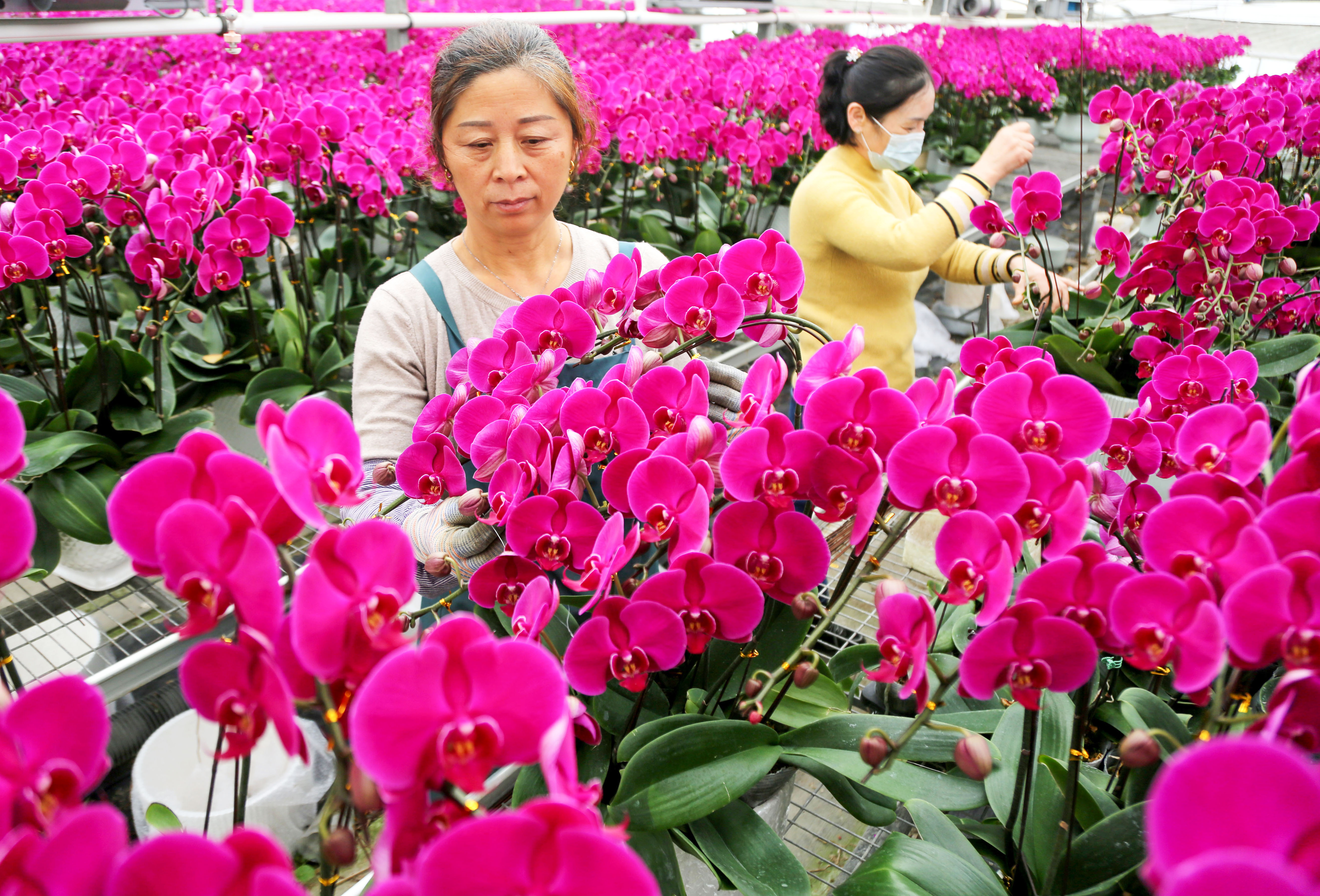 年宵花暢銷