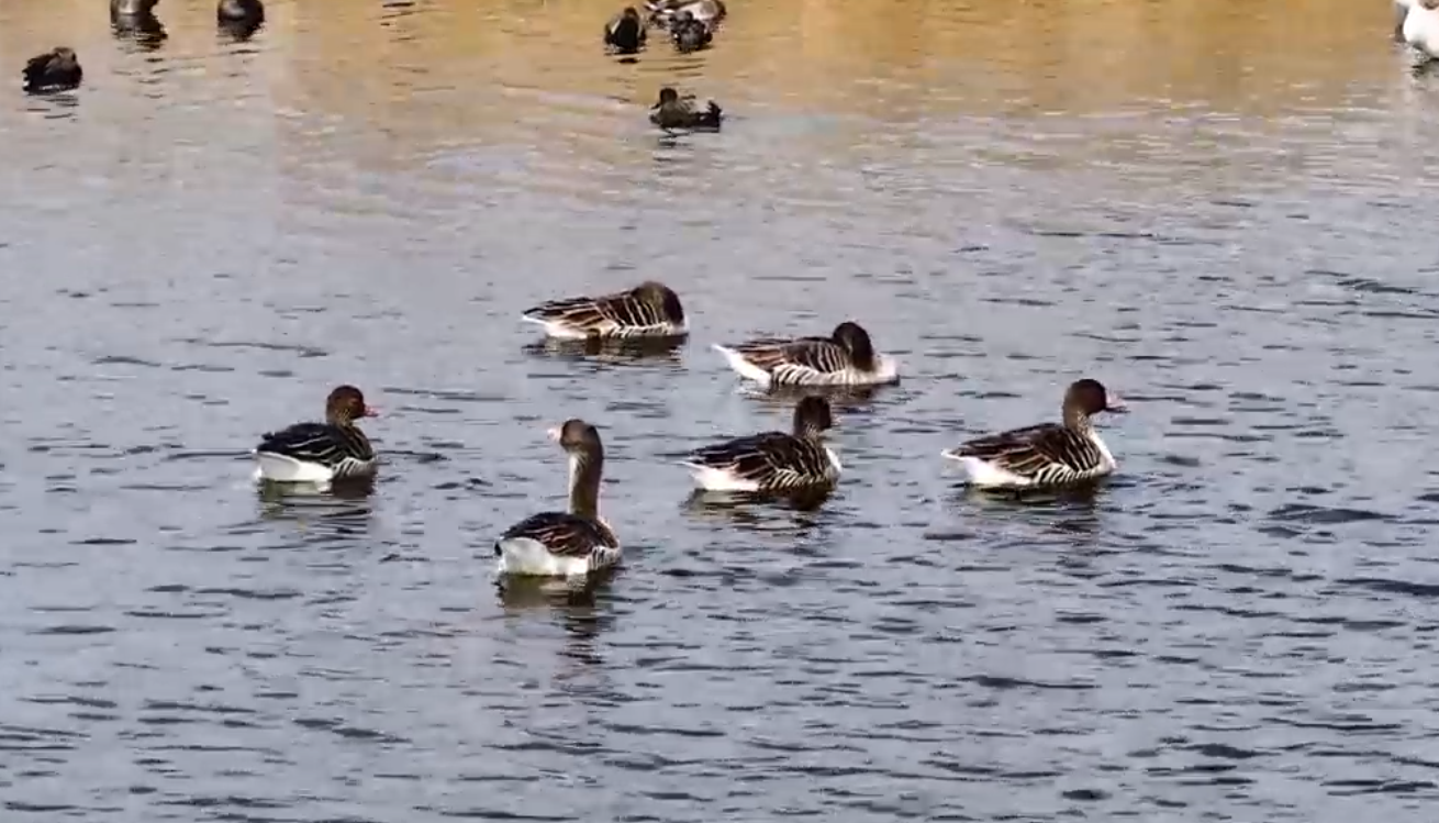 連云港公園和濕地為候鳥(niǎo)遷徙護(hù)航