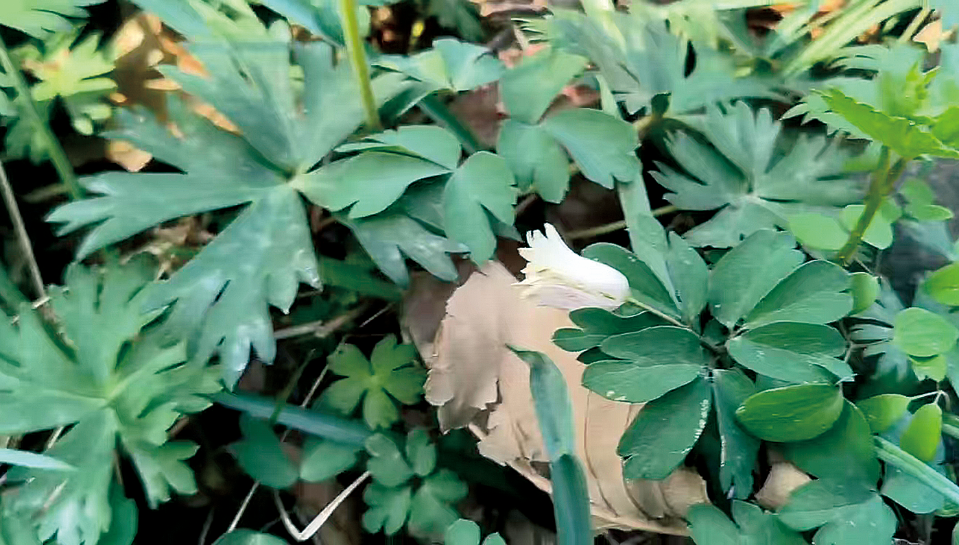 探秘長在深山中的銀蓮花——港城生物多樣性微觀察之一