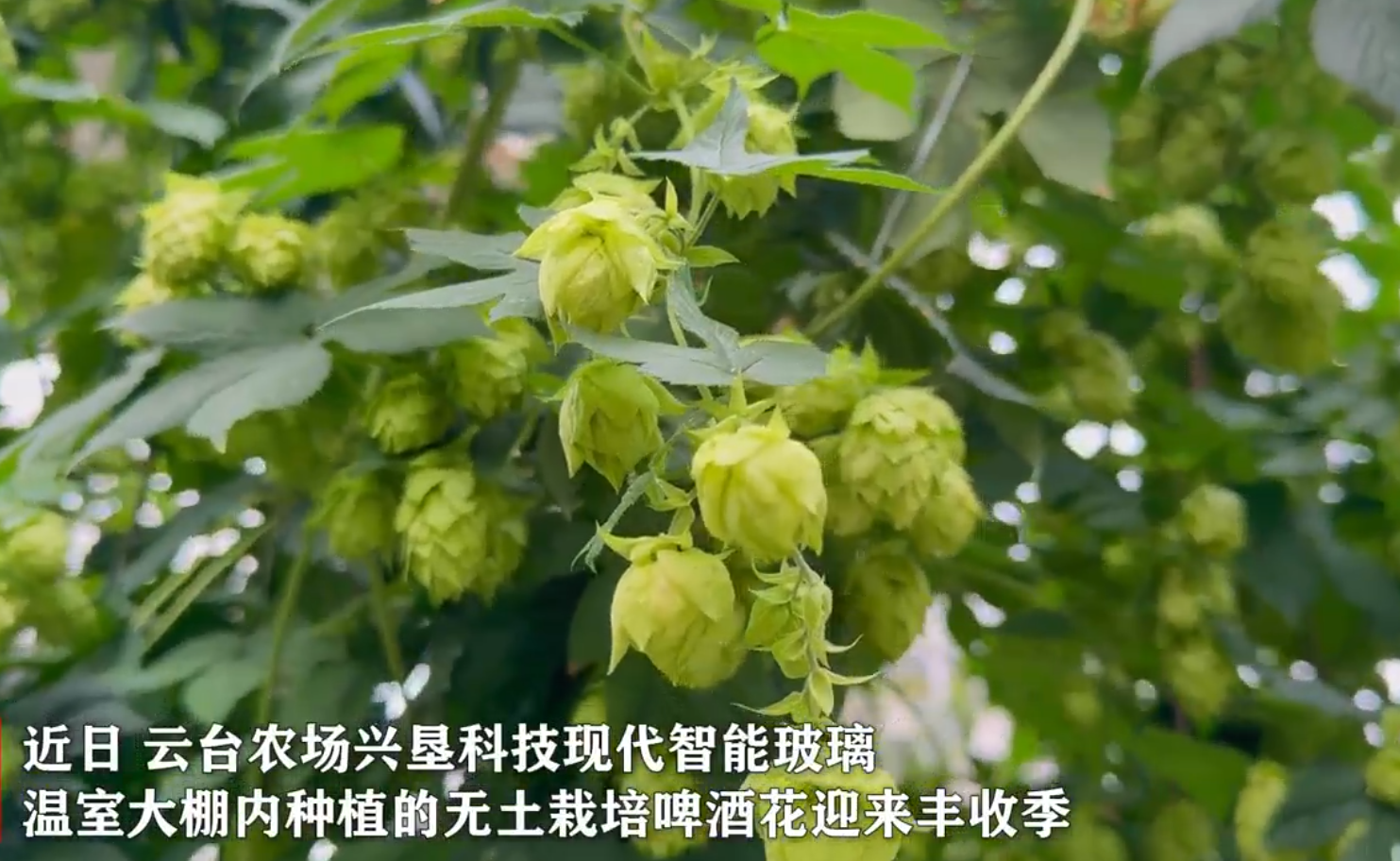 云臺農場無土栽培啤酒花迎來豐收季