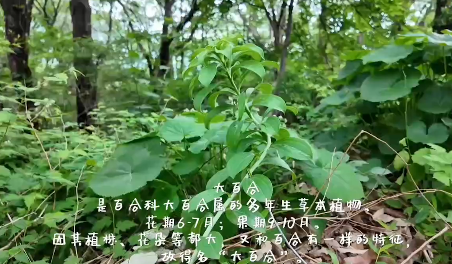 連云港虎口嶺發現瀕危珍稀植物野生大百合