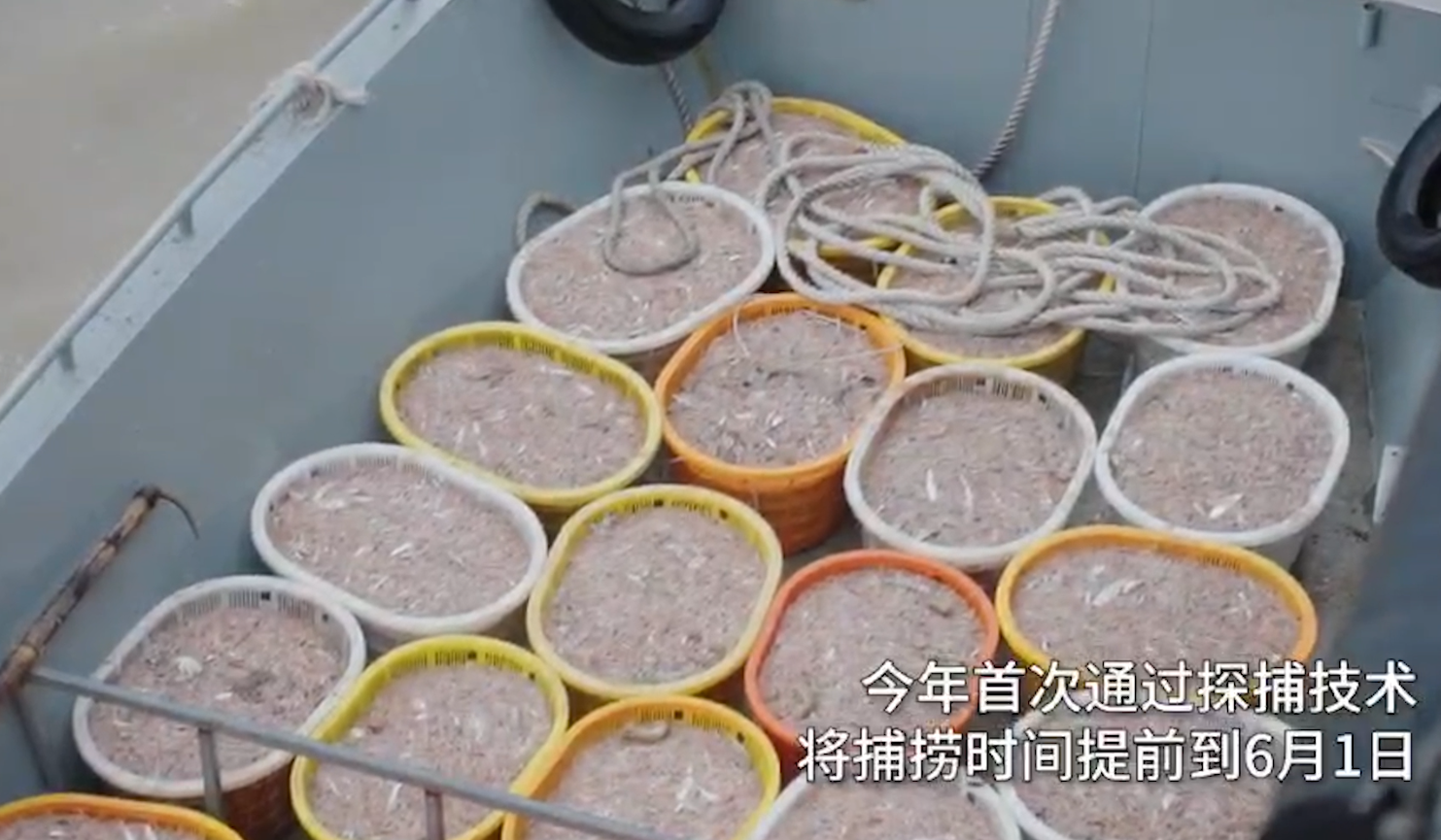 江苏海域毛虾专项捕捞正式开启