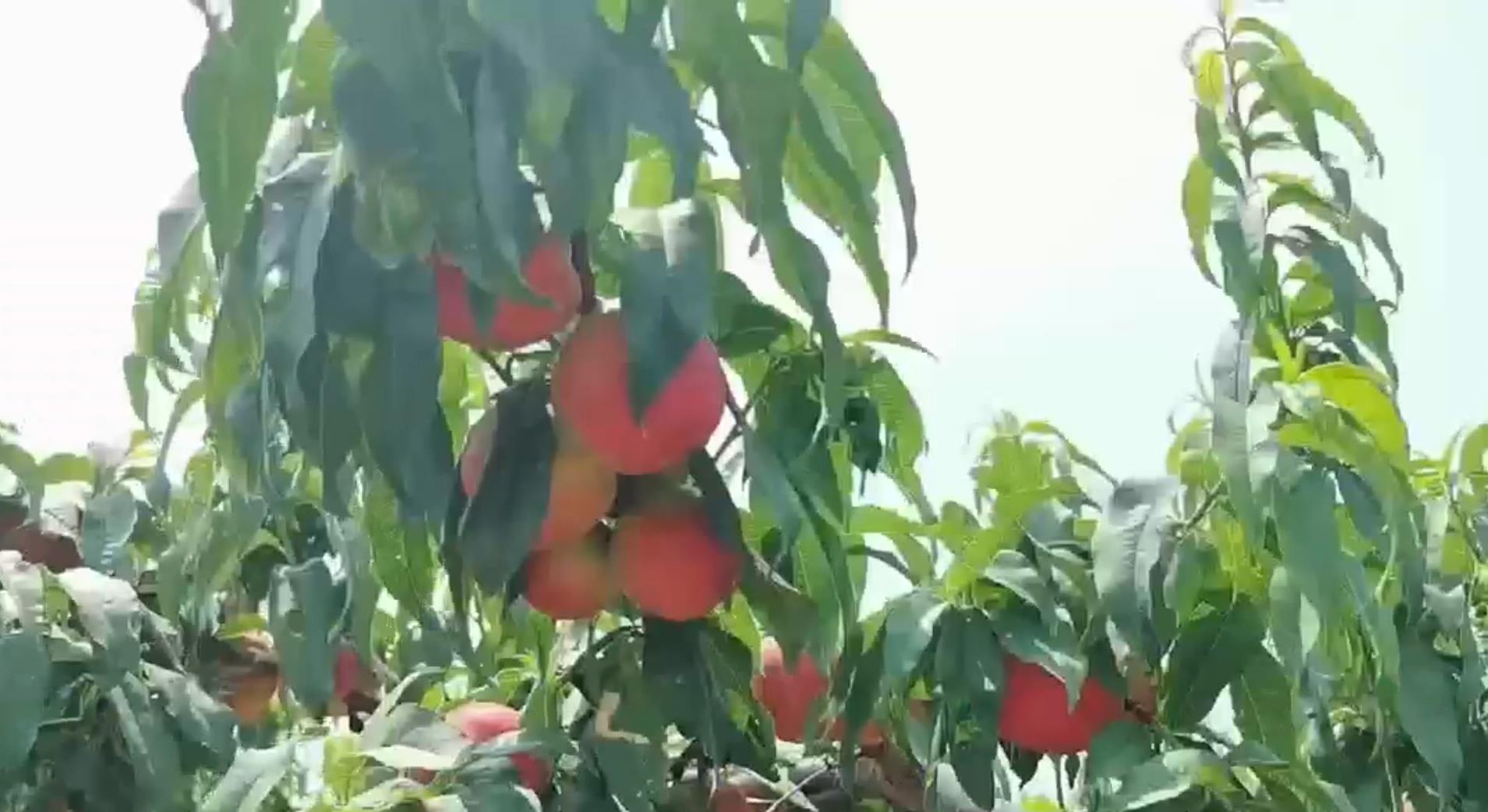 云台农场云水湾湿地公园鲜桃采摘基地桃果飘香