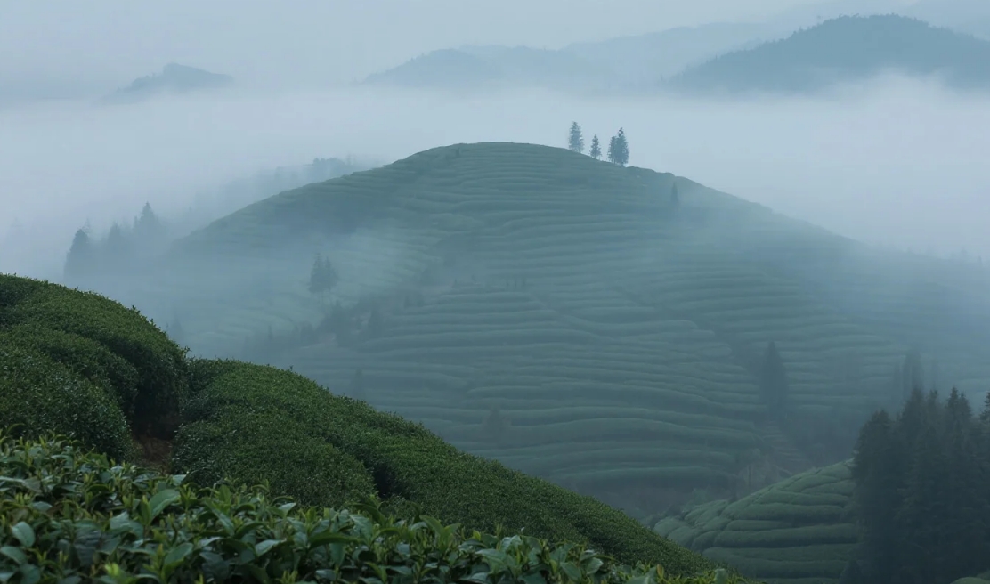 海霧漫茶山