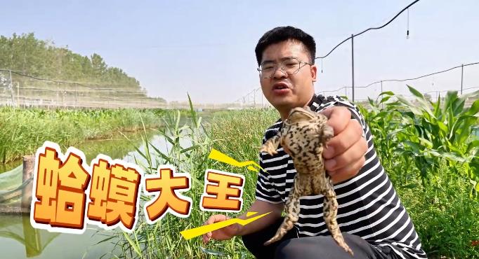 “村里來了年輕人”系列報(bào)道① “蛤蟆大王”王思栓