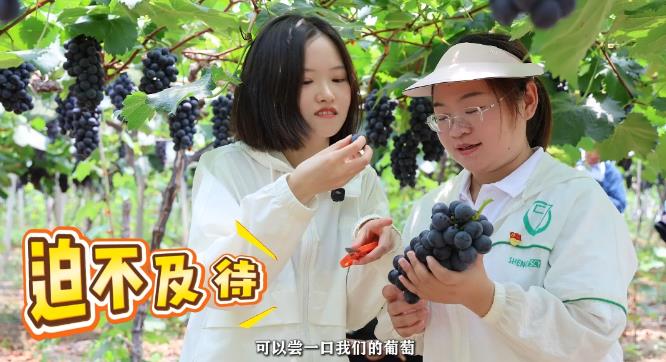 ​“村里来了年轻人”系列报道② | 从三尺讲台到网红 “新农人”