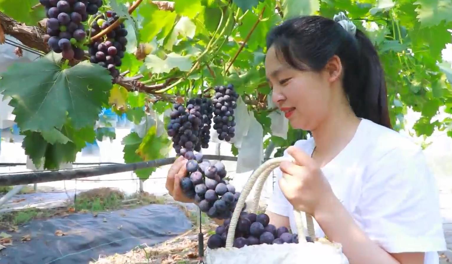 云水湾湿地公园葡萄种植基地迎来大丰收