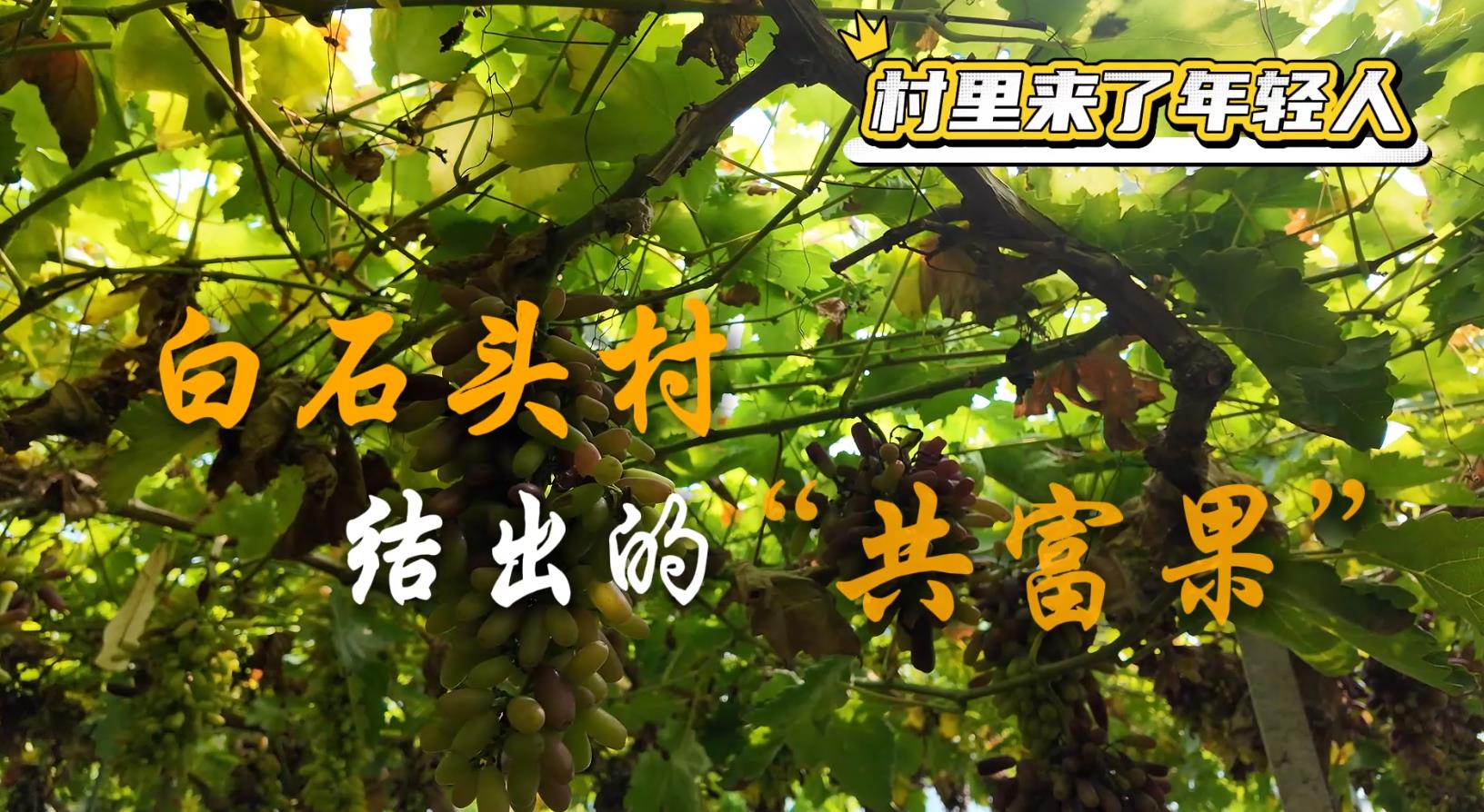 村里來(lái)了年輕人——白石頭村結(jié)出的“共富果”