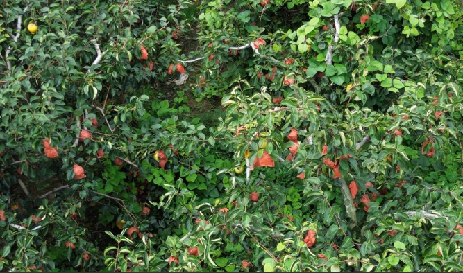 黑坡黄金梨撬动乡村振兴“梨量十足”