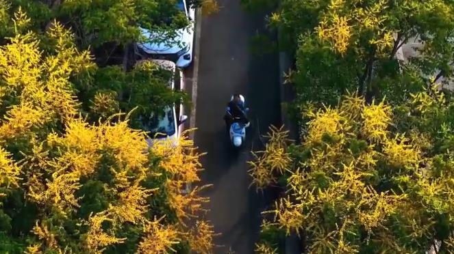 栾树花开，给港城秋天带来满城“黄金甲”