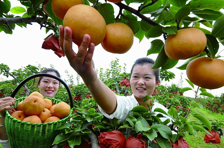这边，“丰”景正好—— 走近秋收时节的“新”农人