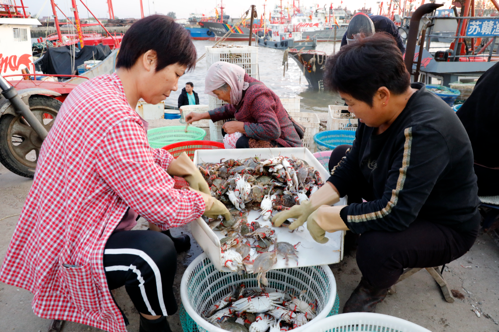 赣榆“源头”海鲜迎“双节”交易火