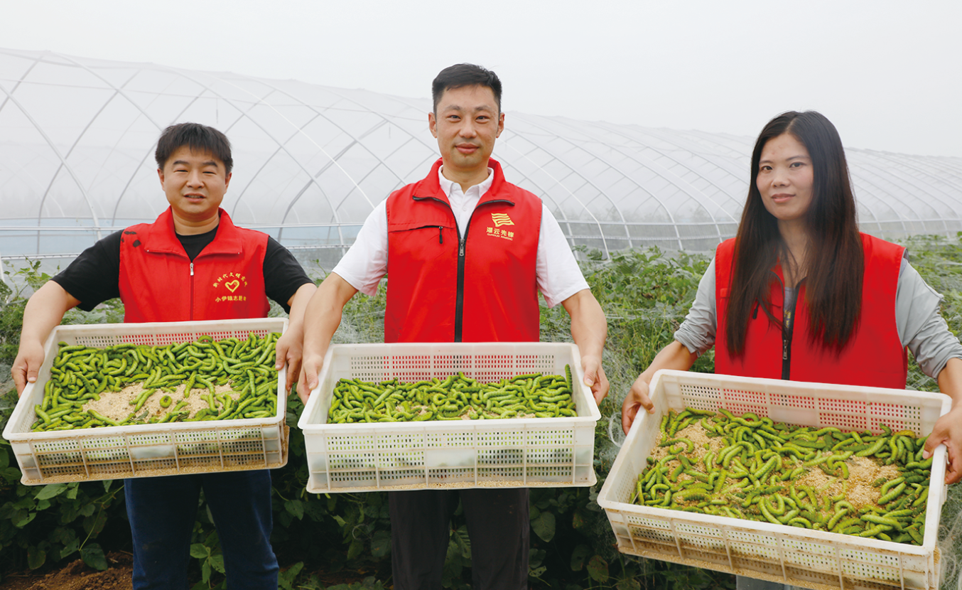 迎“双节”  灌云县豆丹销售进入旺季