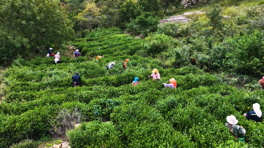 “基地+农户+合作社” 助力连云港高山云雾茶变身“小金叶”