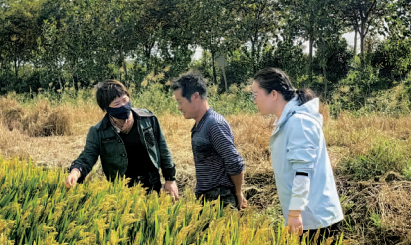 抢收抢种同步推进  2500余台农机护航秋收   海州区多举措打响“三秋”攻坚战