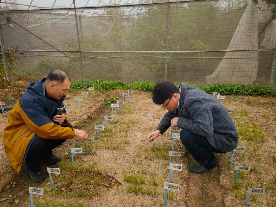 短视频架起跨省合作桥 市农科院再结洋葱产业协同硕果