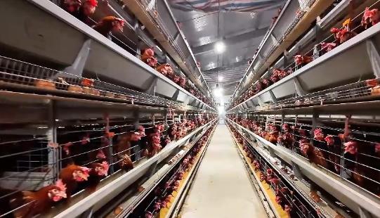 东辛农场东米公司高科技养出“生态鸡”