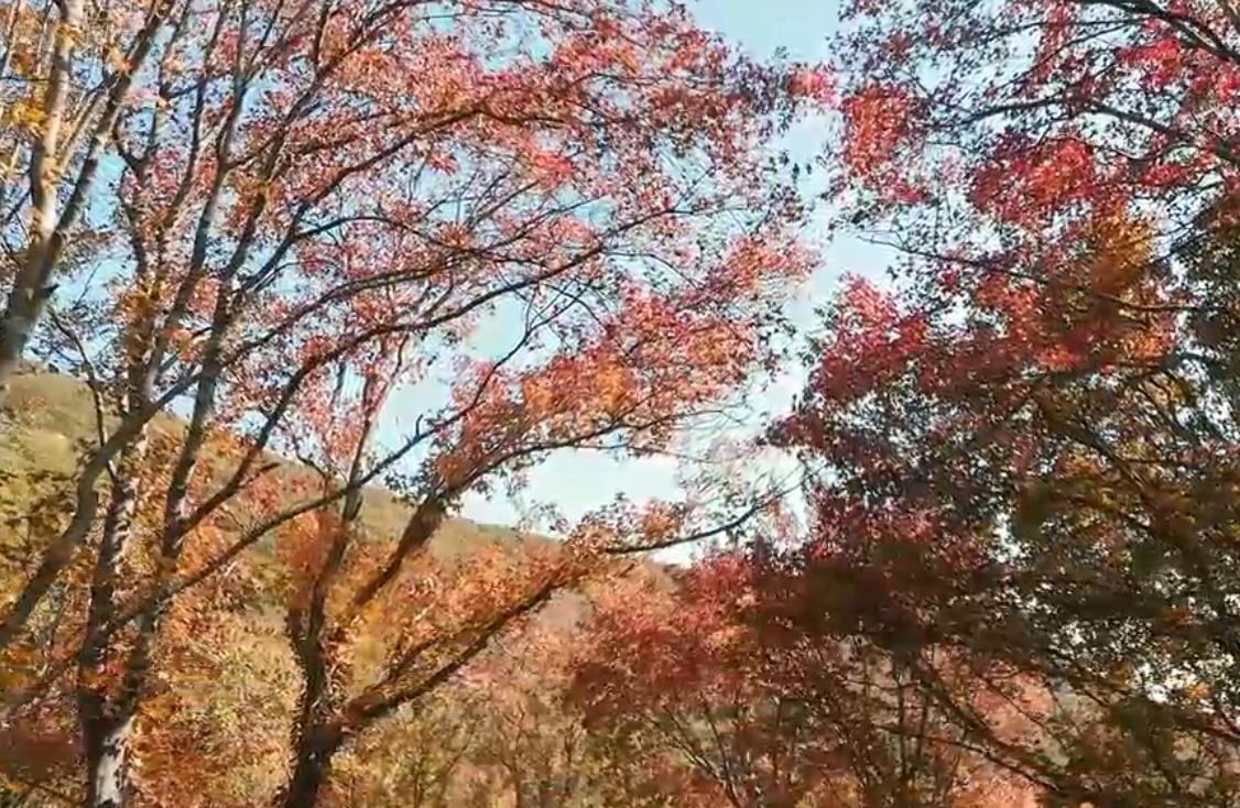 红叶似火、漫山如霞，枫树湾赏枫正当时