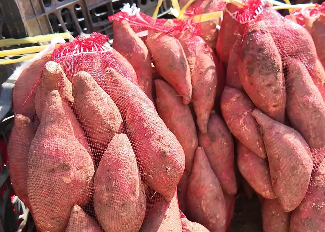 在红薯地里种出致富新希望