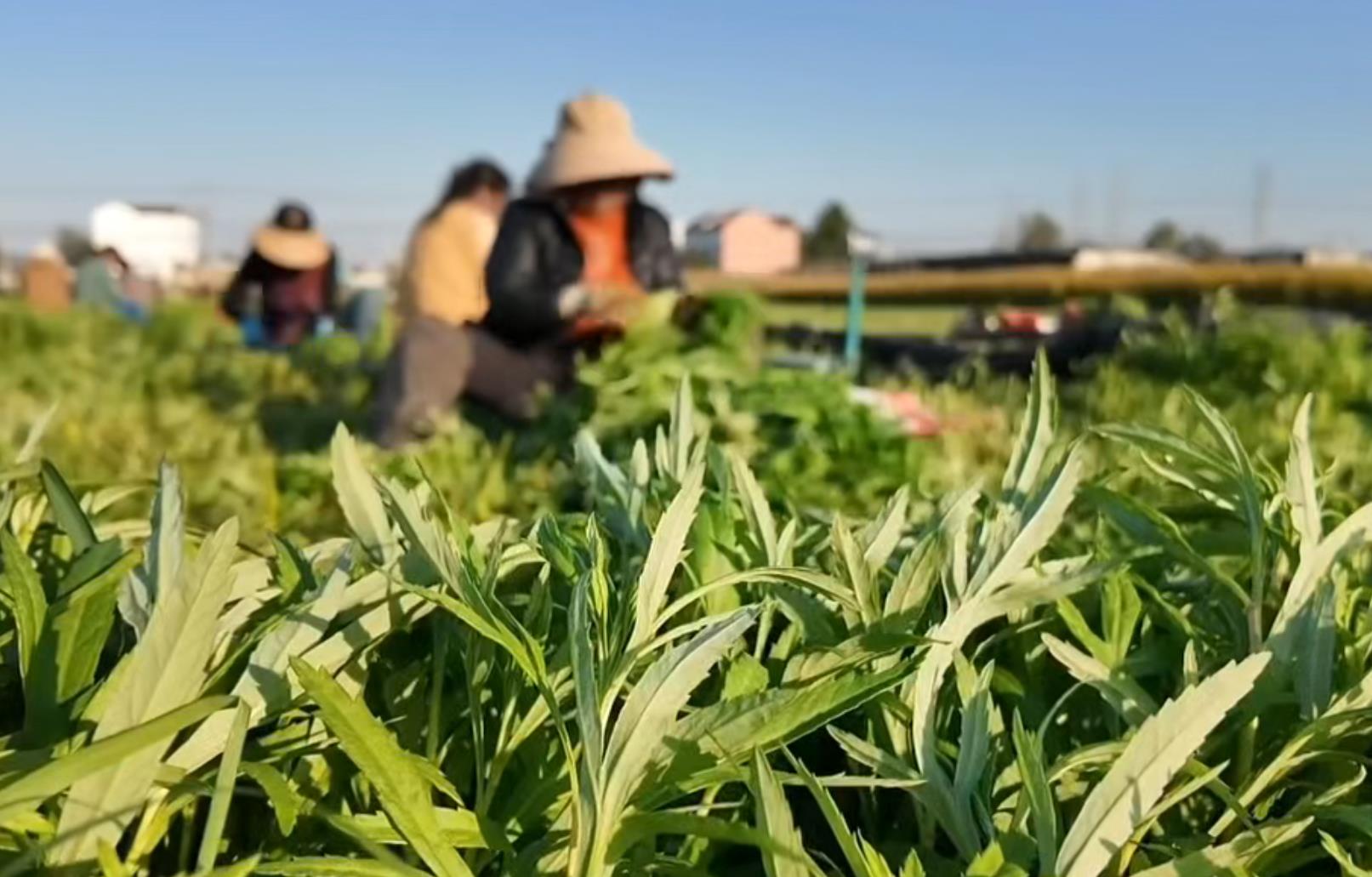 小芦蒿培育全市乡村振兴“灌云模式”