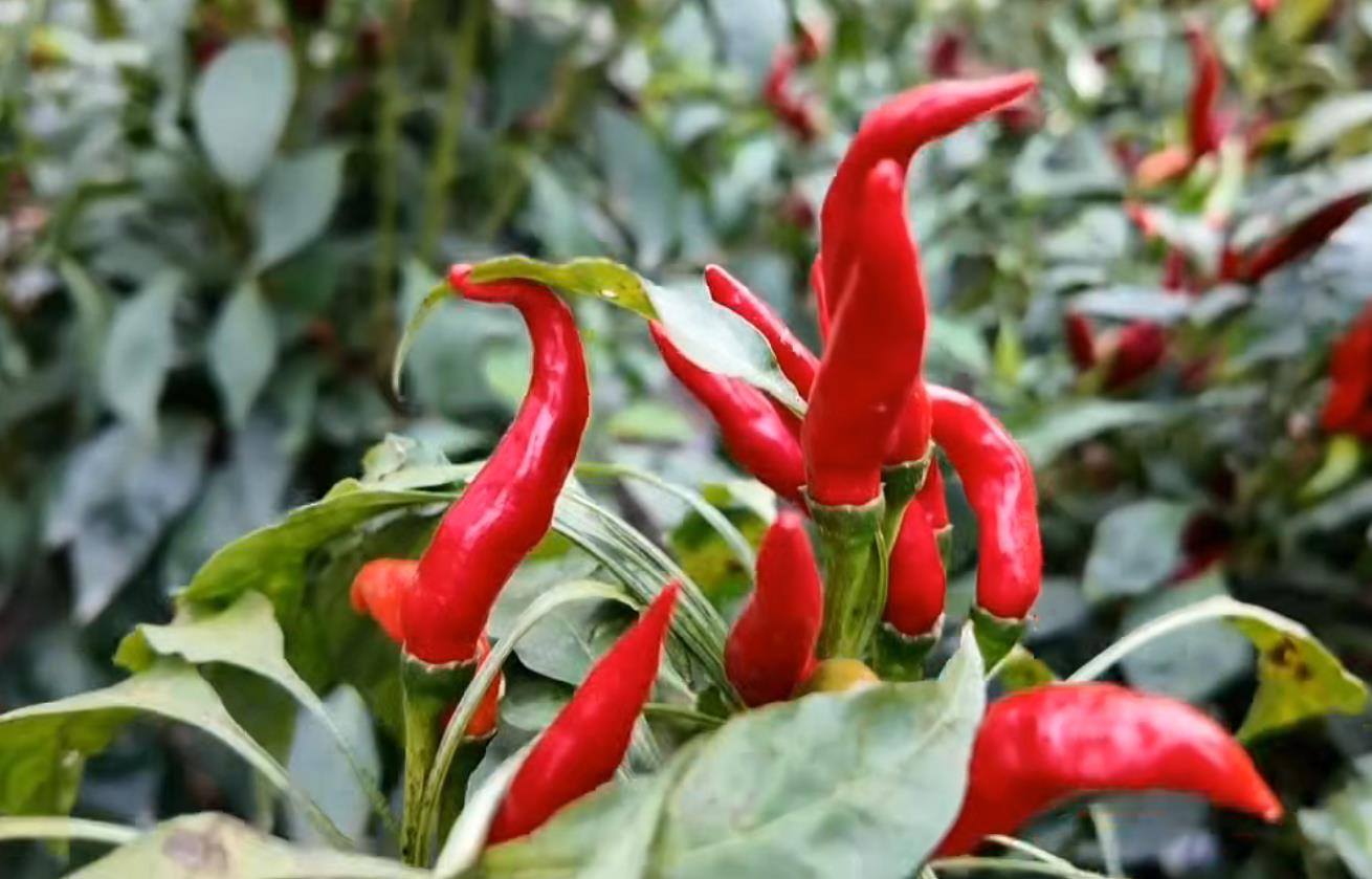 灌云孙荡村80亩“口红”辣椒喜获丰收