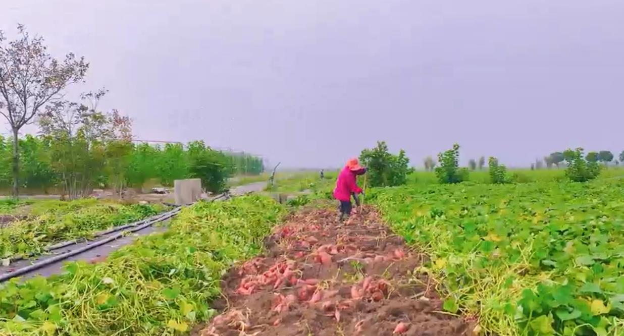云台农场地瓜喜获丰收