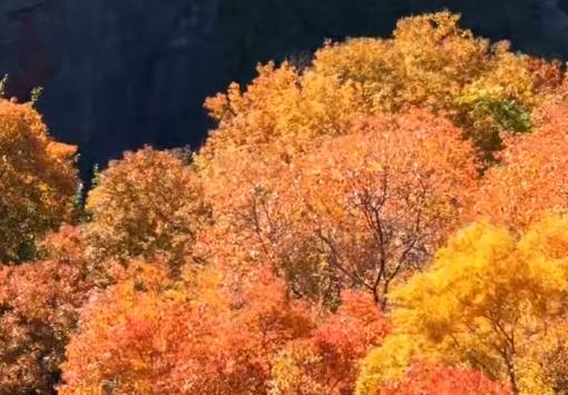 千年银杏树披上“黄金甲”