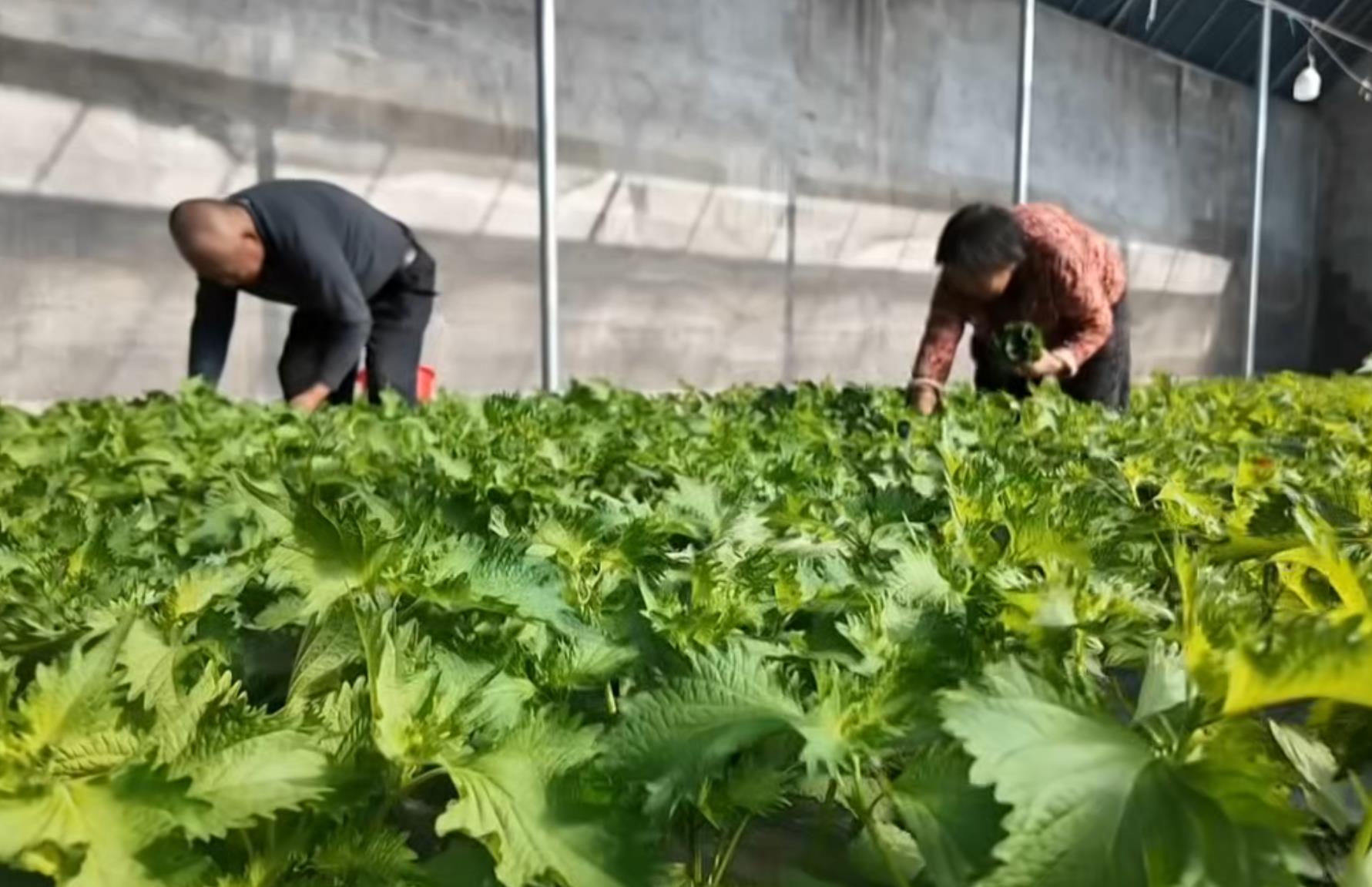 灌云伊山镇紫苏种植基地迎来采摘上市时节