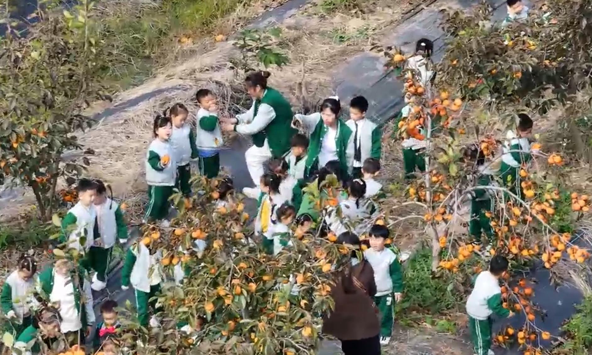 云台农场云水湾景区大秋甜柿进入最佳采摘期