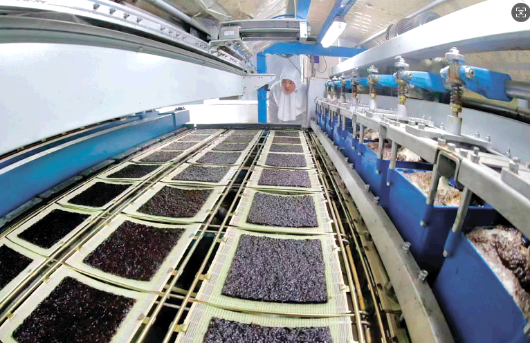 連云港：一簾海苔“鏈”起富民“鮮”產(chǎn)業(yè)