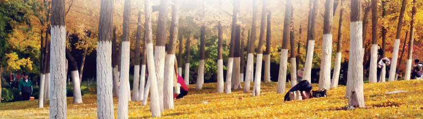 港城初冬里的“治理温度”———“落叶缓扫”让景致多一份“自然留白”