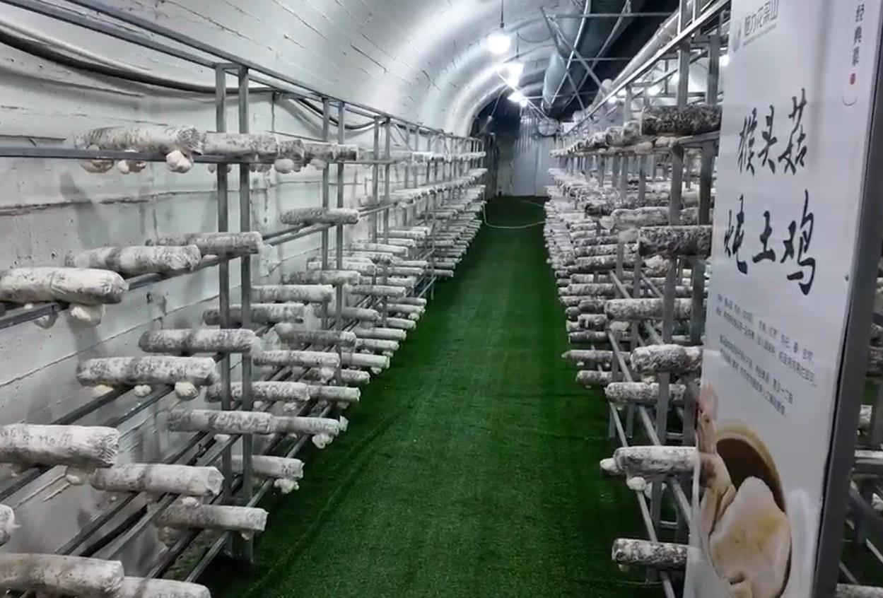 “猴嘴”里种出猴头菇