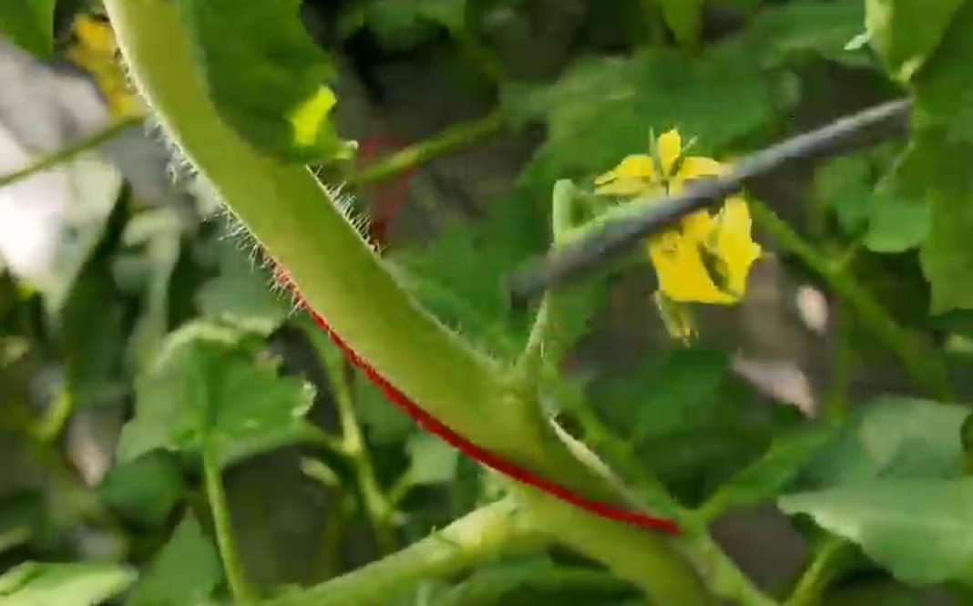 西红柿授粉有了“电动蜜蜂”