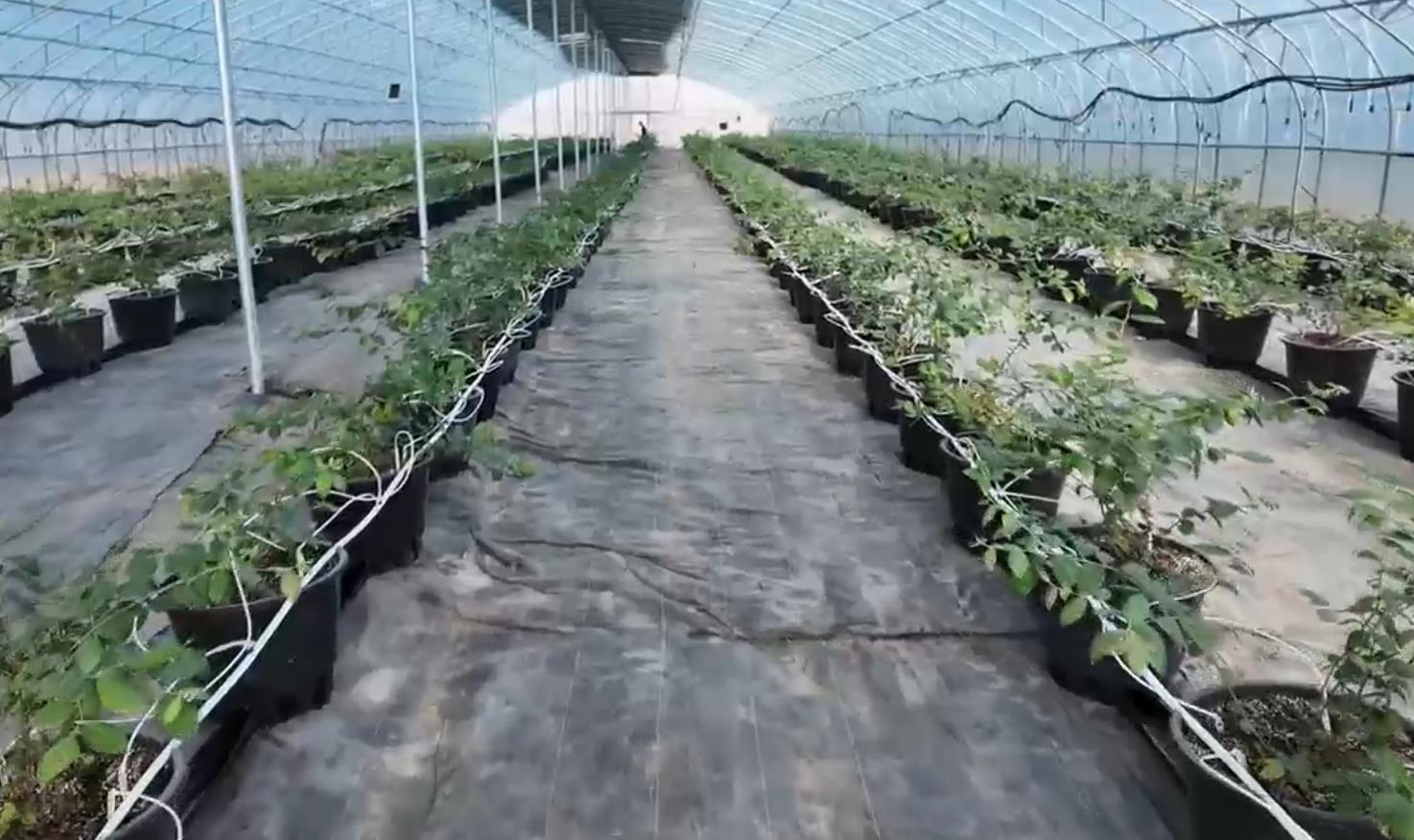 云水湾景区引入盆栽蓝莓项目