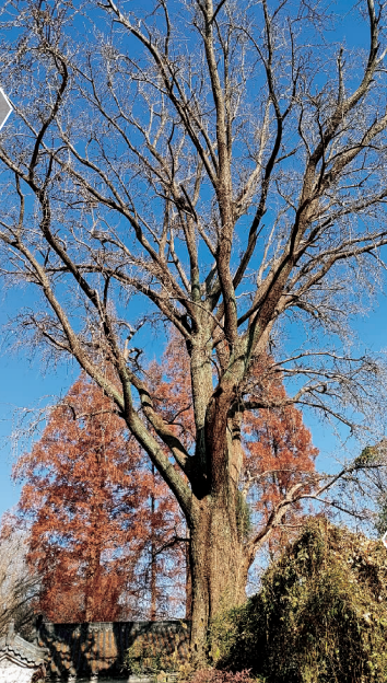 南云台林场为古树名木“把脉问诊”保健康