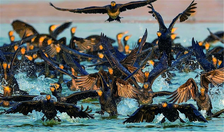 数千只野生鸬鹚翔集月牙岛