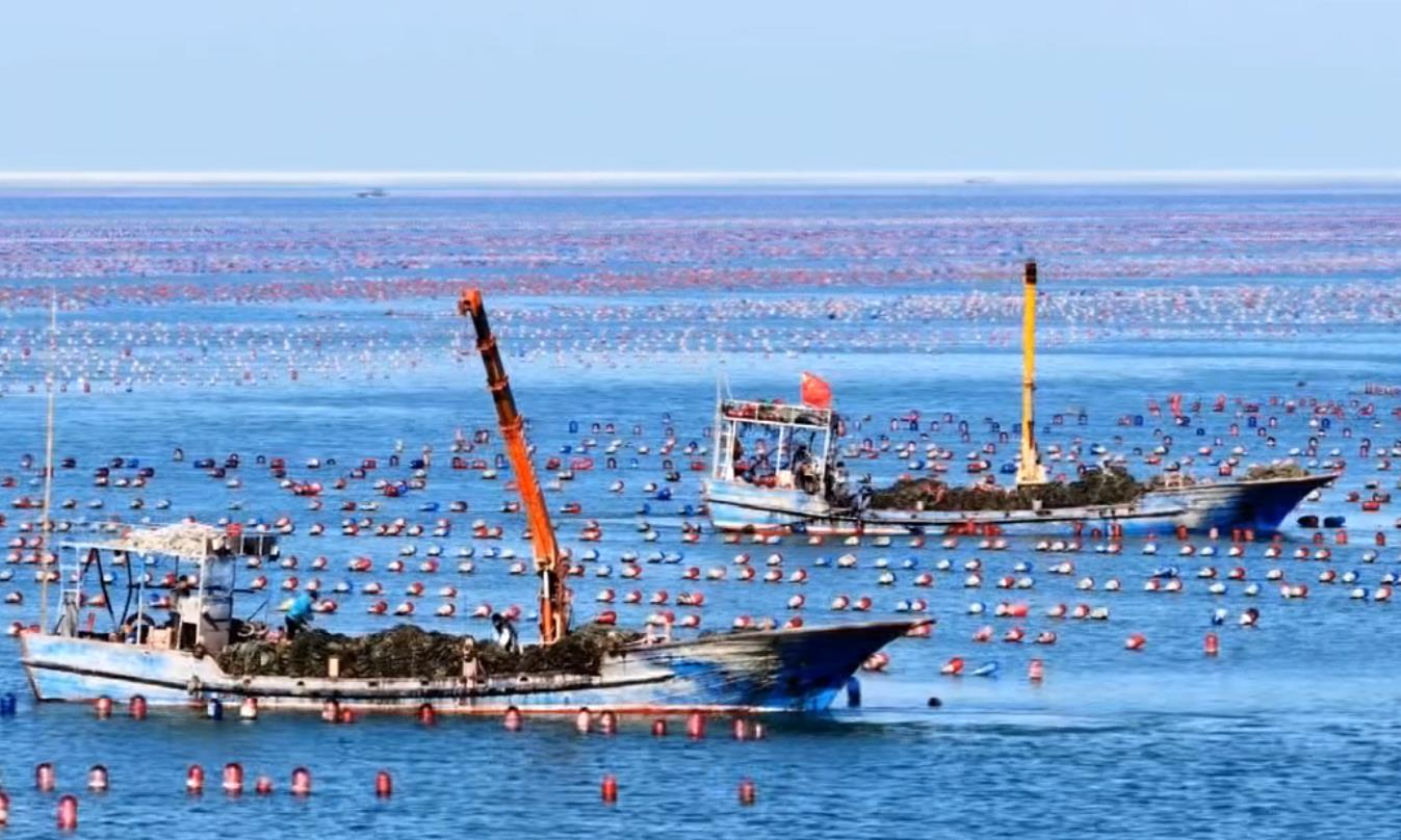 “海上牧场”冬季收获忙
