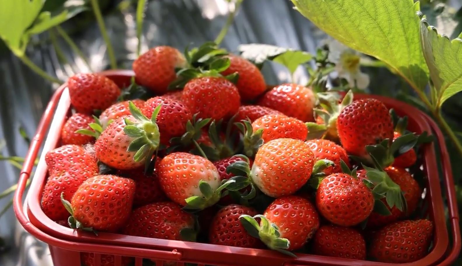 云水湾生态种植基地头茬草莓已全面成熟