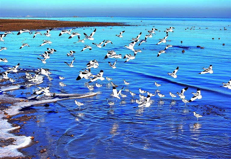 大批候鸟迁徙连云港市沿海湿地安家落户