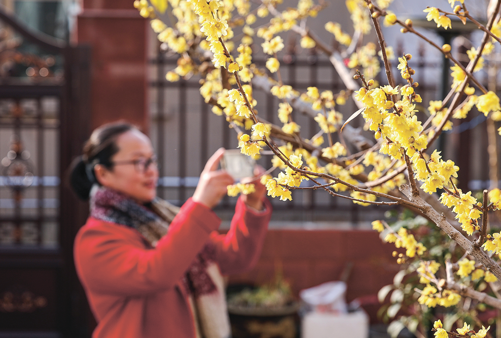小寒蜡梅开