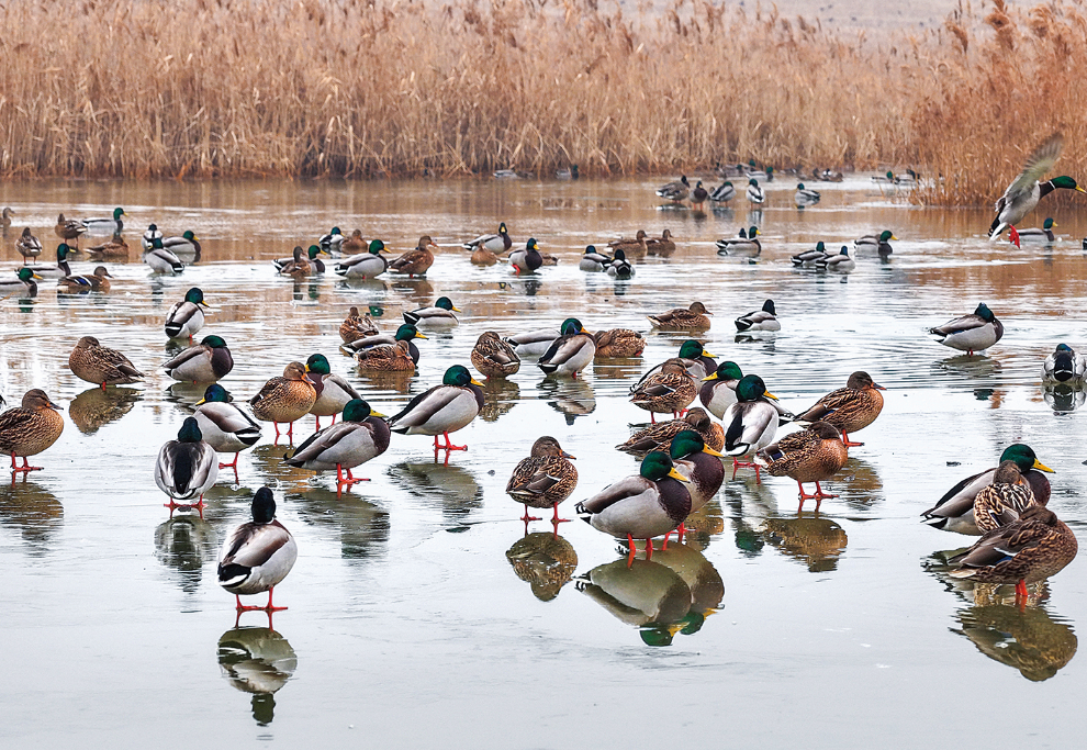 野鸭芦苇相映成趣