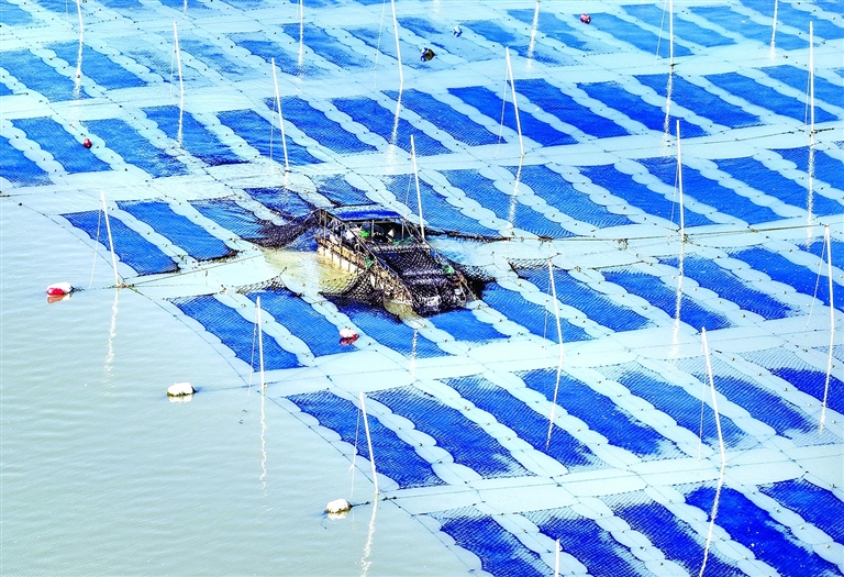 头茬条斑紫菜迎来收获